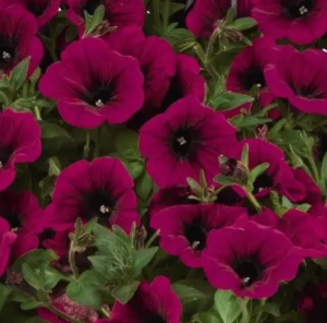 SURPRICE KARDINAL1_300x300